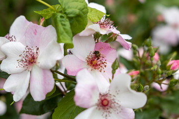 Bee pollinating pink wild rose flowers in spring garden