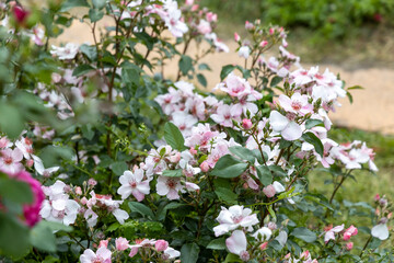 Blooming pink and white wild rose bush in garden