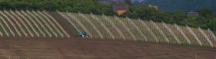Vineyard harvesting with tractor in a lush hillside landscape during early morning light in rural countryside