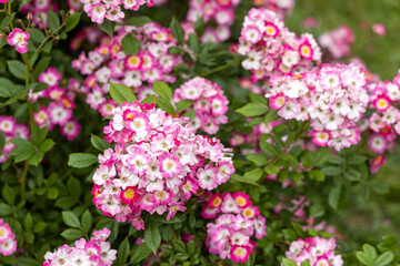 Cluster of pink and white wild roses in garden