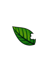 green leaf isolated on white background