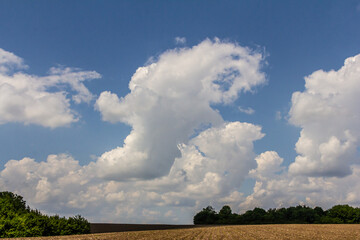 Fluffy white clouds shaped like animals hovering over a rural landscape on a sunny day with a clear blue sky and distant trees