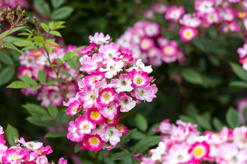 Obraz premium Cluster of pink and white wild roses in a garden