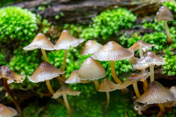 Mycena galericulata fungi, commonly known as the common bonnet fungus, growing in the remains of a mossy dead tree. New Forest, Hampshire UK
