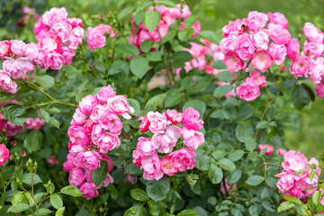 Cluster of blooming pink roses in garden