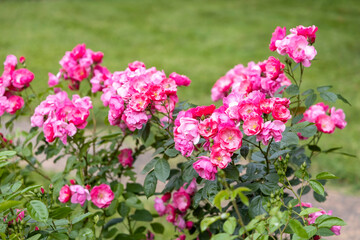 Blooming pink roses in a garden on a sunny day