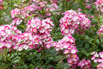 Cluster of vibrant pink wild roses in summer garden