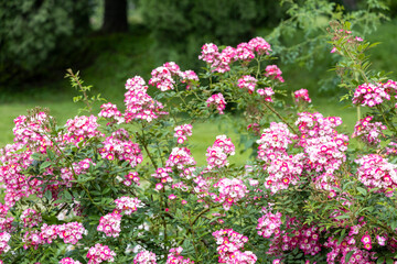 Pink wild rose shrubs blooming in summer garden