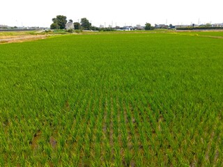 初夏の近郊の稲の生育順調な田んぼ風景