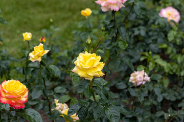 Obraz premium Yellow and pink roses blooming in garden during summer