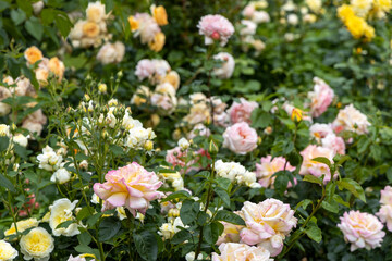 Fototapeta premium Blooming garden of pastel roses in summer