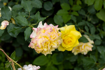 Close up of yellow roses in a garden