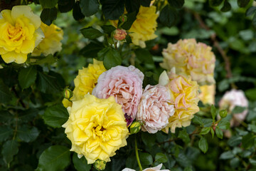 Fototapeta premium Yellow and pale pink roses in a lush garden