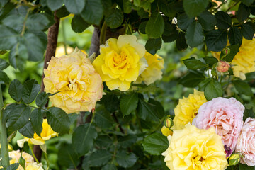 Yellow and pink blooming roses in garden close up