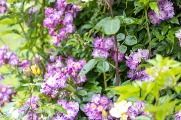 Cluster of purple roses in lush garden during summer