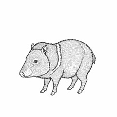 An intricate peccary sketch showcasing a detailed animal figure. The drawing features fine lines and shading to highlight the peccary's fur and form, set against a simple background with grass. Repres