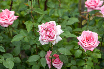 Close up of pink roses with damaged petals in garden