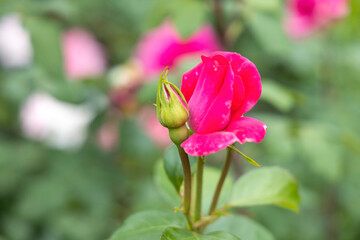 Close up of pink rose flower and bud in garden