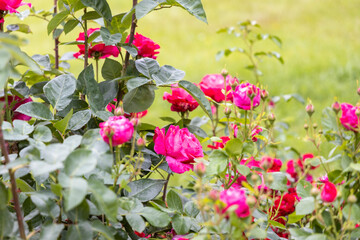 Bright pink roses blooming in a garden on a sunny day