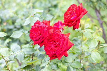 Bright red roses blooming in a garden