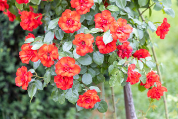 Vibrant red roses blooming on bush in garden