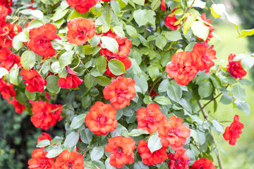 Vibrant red roses in a garden on a sunny day