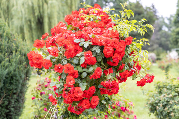 Red climbing roses in full bloom in summer garden