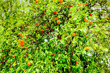 Tree with ripe oranges in Oromana Park in the city of Alcalá de Guadaira, Seville