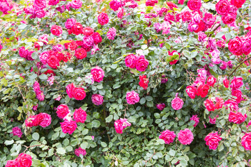Vibrant blooming red roses in garden bush