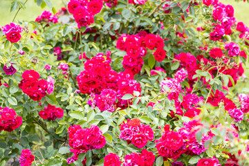 Vibrant red roses blooming in summer garden