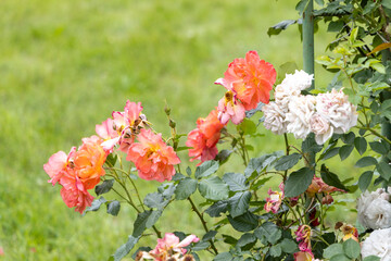 Orange and white roses blooming in summer garden