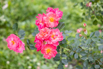 Cluster of vibrant pink roses in summer garden