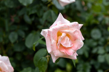 Close up of pale pink rose in garden