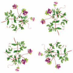 September 2nd Birth Flower Cobaea Design Pattern Oriental Painting