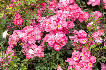 Fototapeta premium Cluster of blooming pink roses in garden