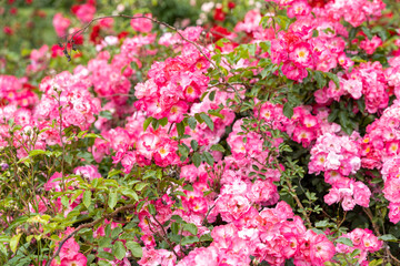 Vibrant pink roses blooming in a garden during spring