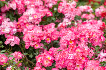 Vibrant pink roses in garden with green foliage