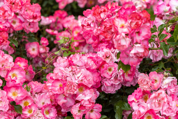 Close up of vibrant pink blooming roses in garden