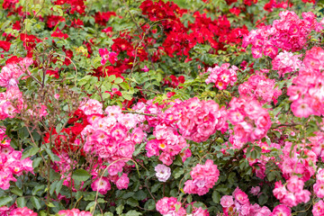 Blooming pink and red roses in garden