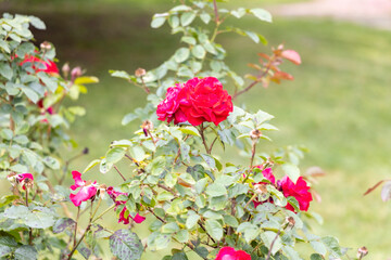 Close up of blooming red roses in a garden