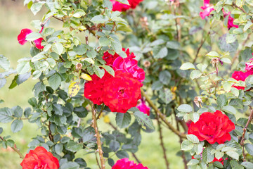 Bright red roses blooming in garden bush