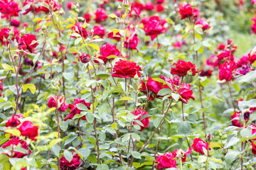 Red roses blooming in a garden during spring