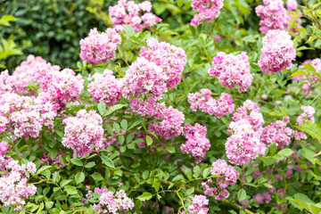 Cluster of pink roses blooming in a summer garden