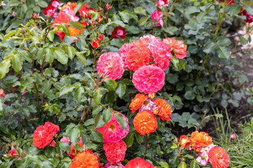 Vibrant orange and pink roses in full bloom in garden