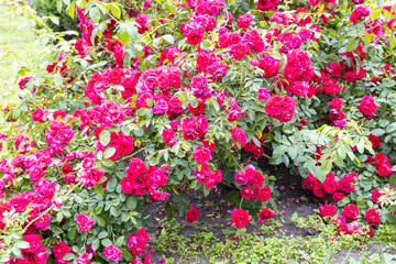 Blooming red rose bush in summer garden