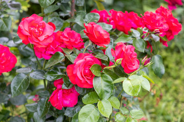Bright red roses blooming in summer garden closeup