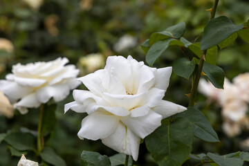 Close up of blooming white rose in garden