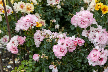 Blooming pink roses in summer garden with green foliage