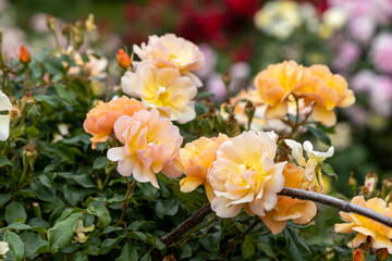Peach colored roses blooming in a garden
