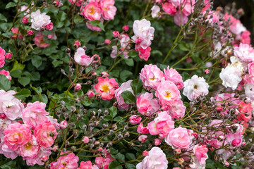 Blooming pink roses with green foliage in garden